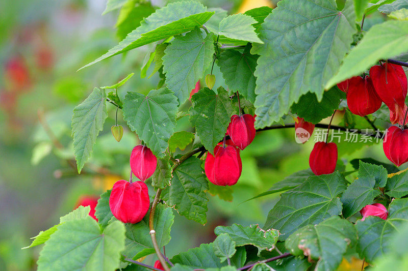 蒂罗尔灯/abutilon megapotamicum 花